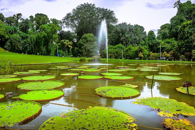 Spot Wisata di Kebun Raya Bogor yang Instagramable RUMAH
