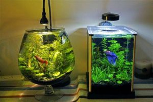 15 Desain Contoh Model Aquarium Minimalis2