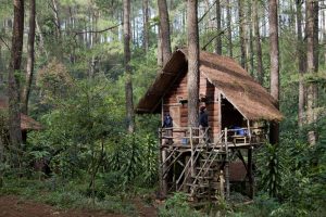 18 Model Rumah Pohon Minimalis Indah 3